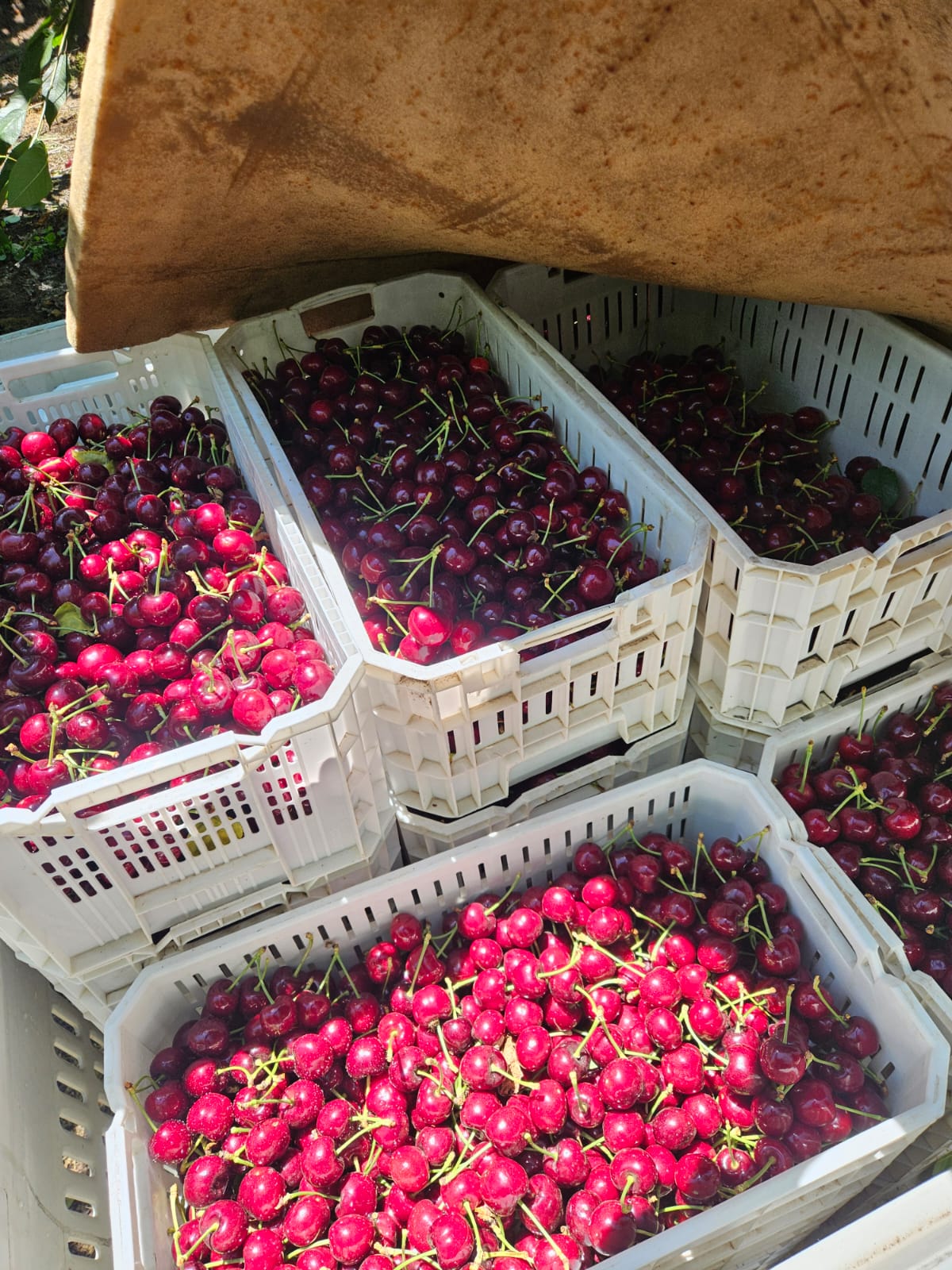Bins de cerezas en cosecha