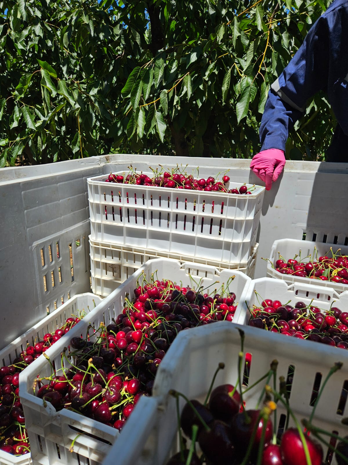 Bins organizados durante cosecha de cerezas
