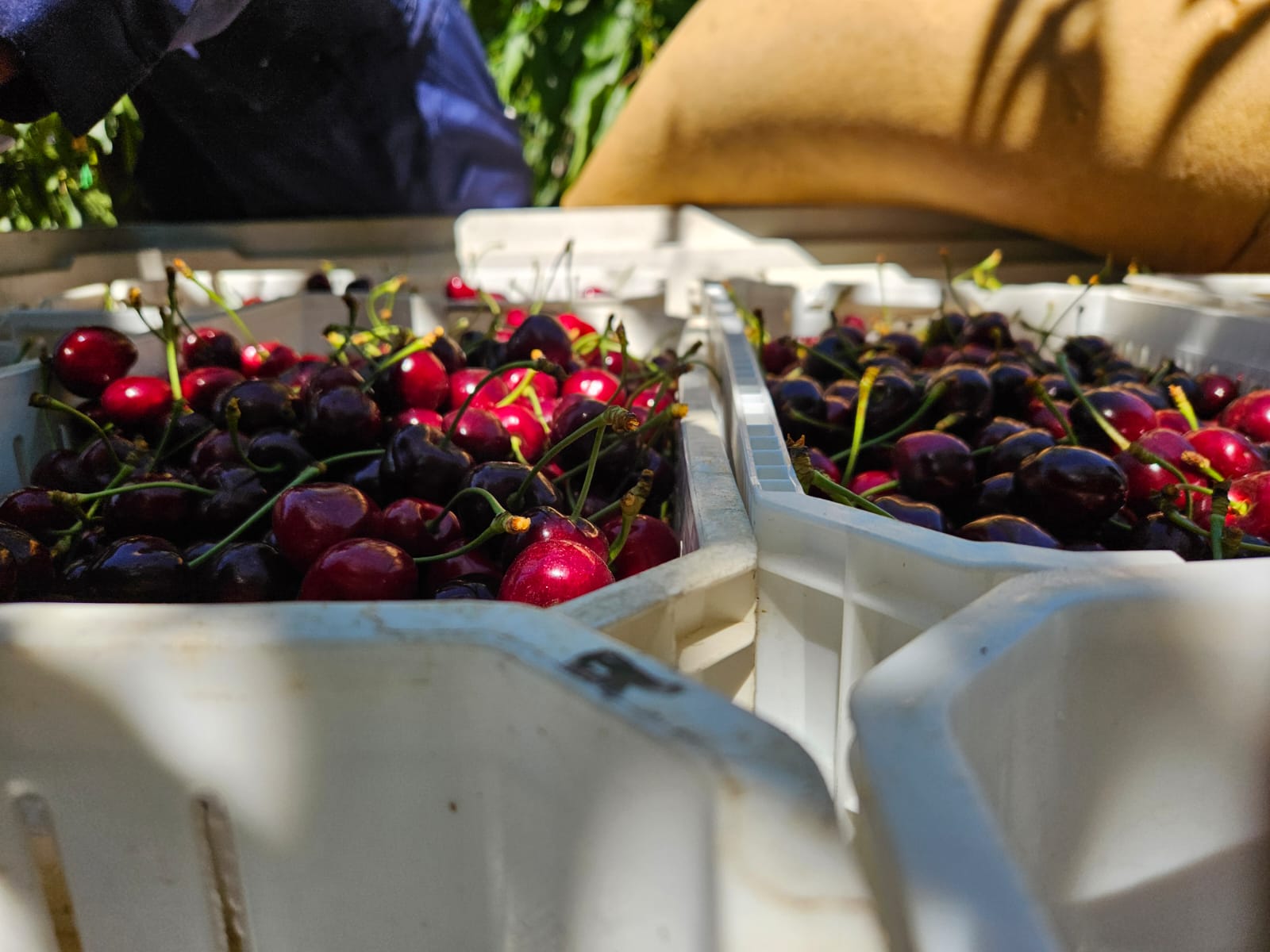 Cosecha de cerezas