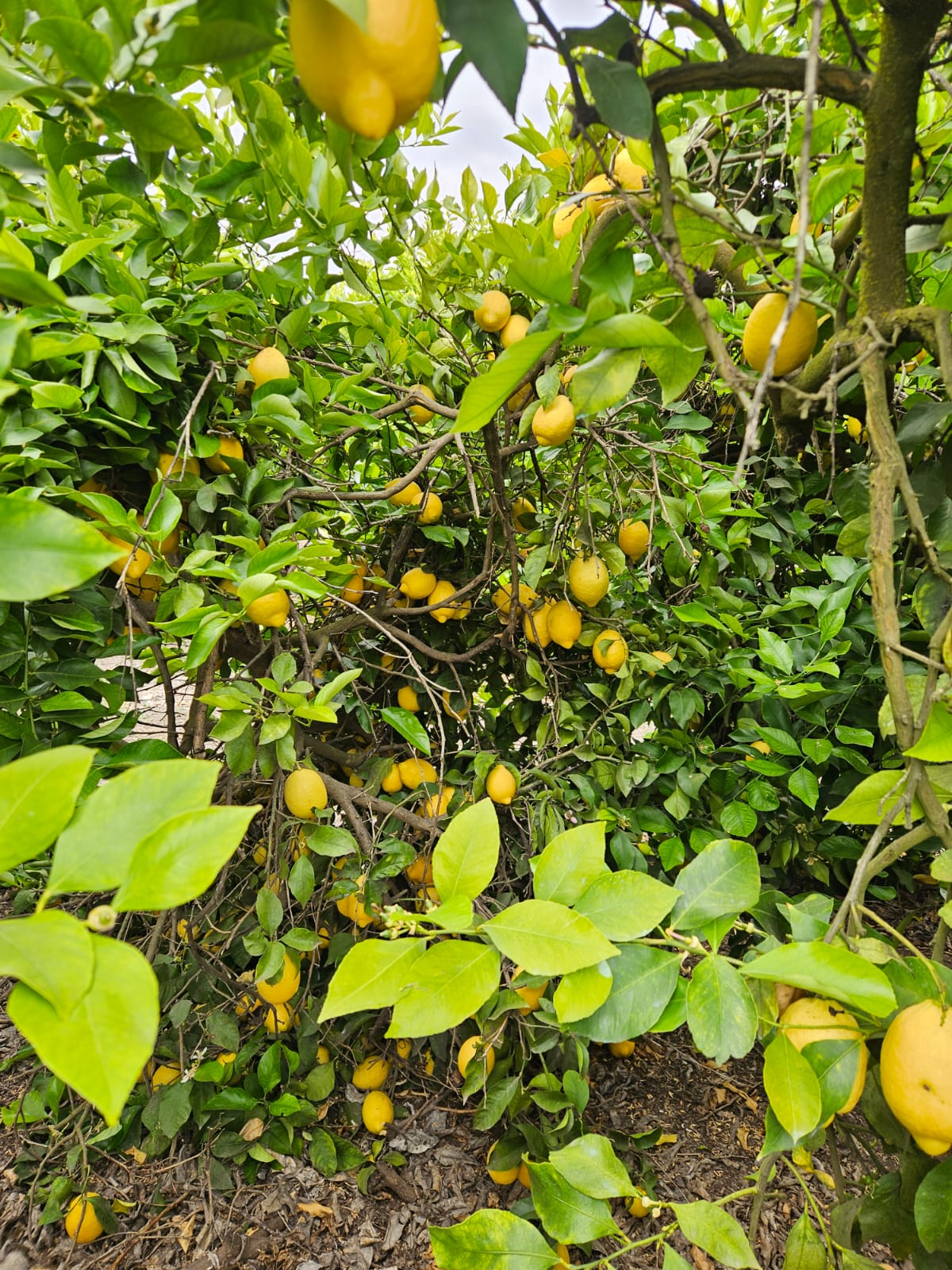 Plantación de limones