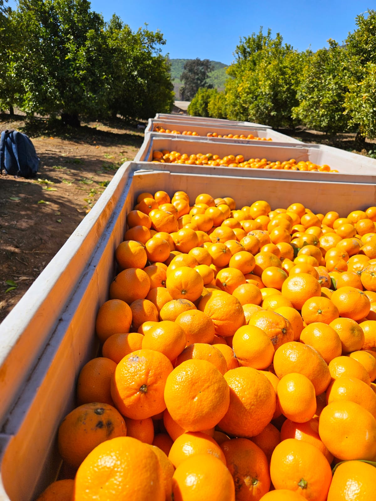 Bins de naranjas en faena de cosecha