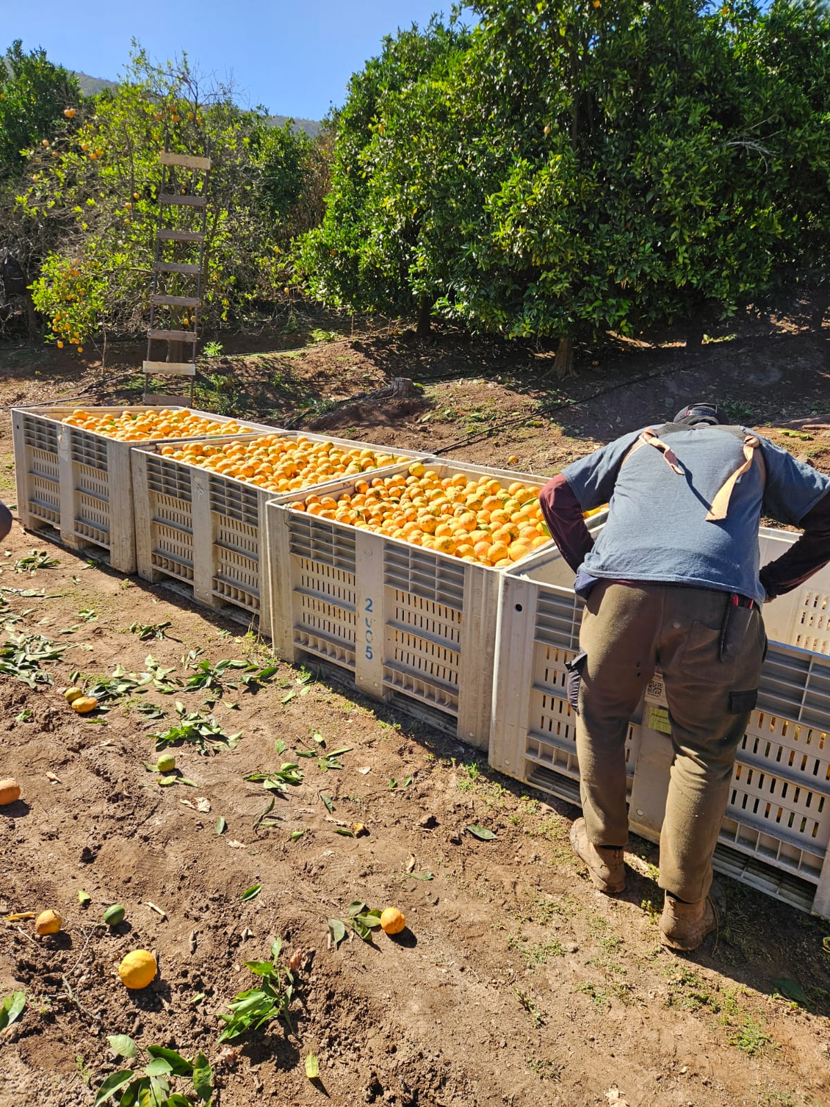 Cosecha de naranjas en terreno