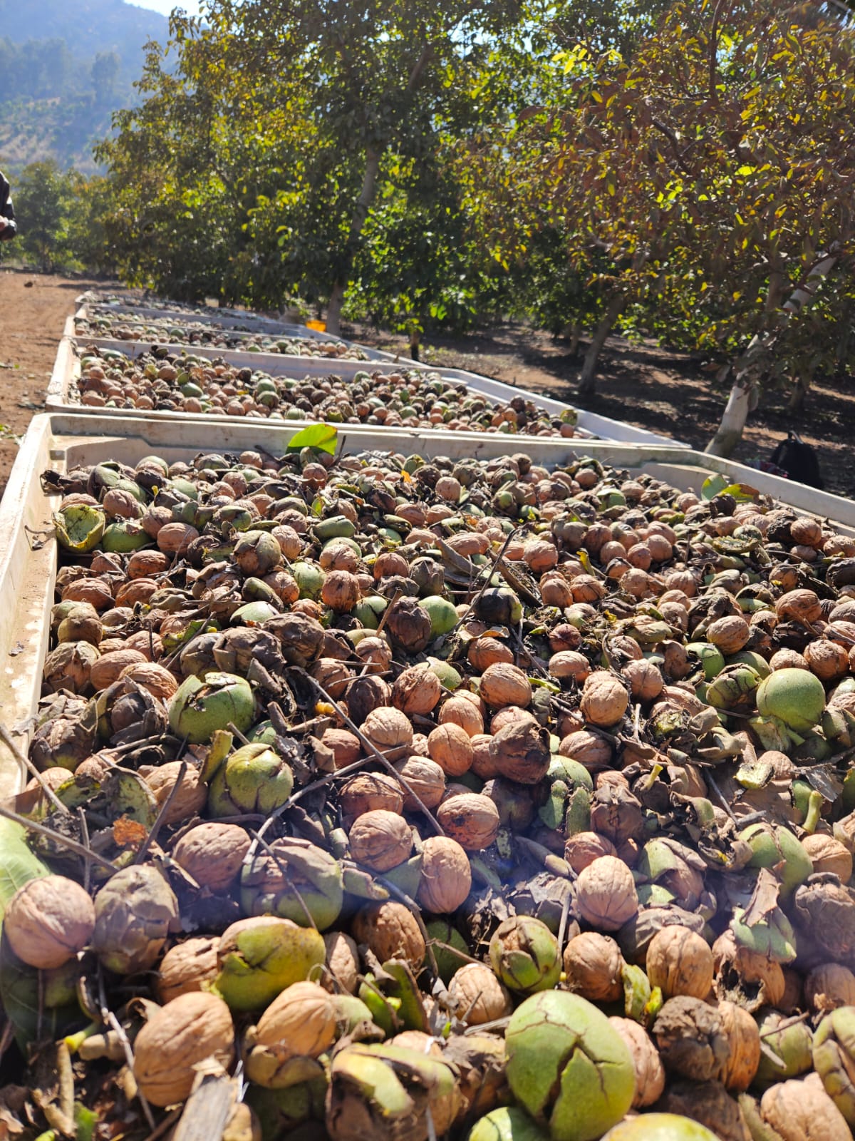 Cosecha de nueces