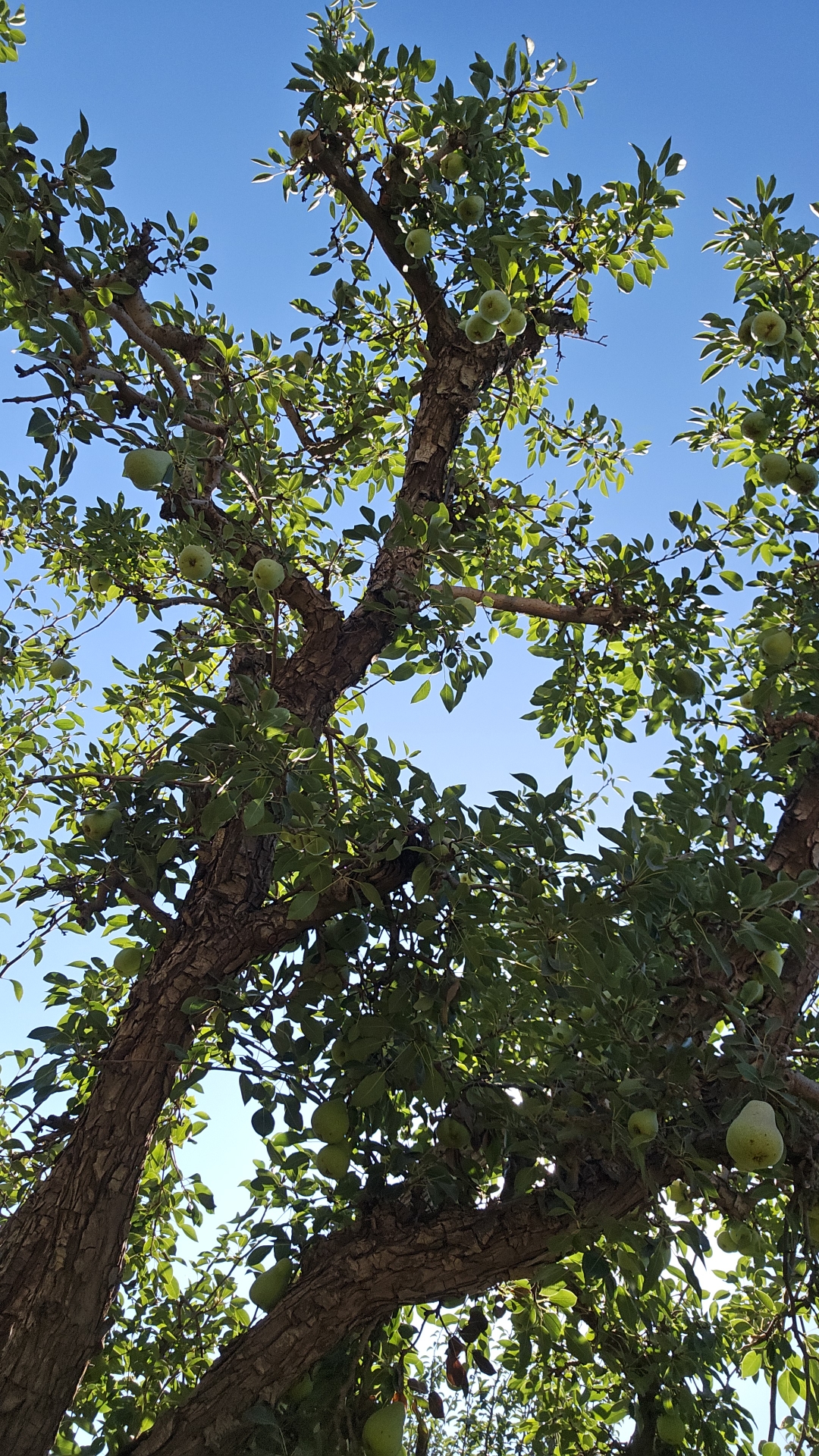Plantación de peras en temporada de cosecha