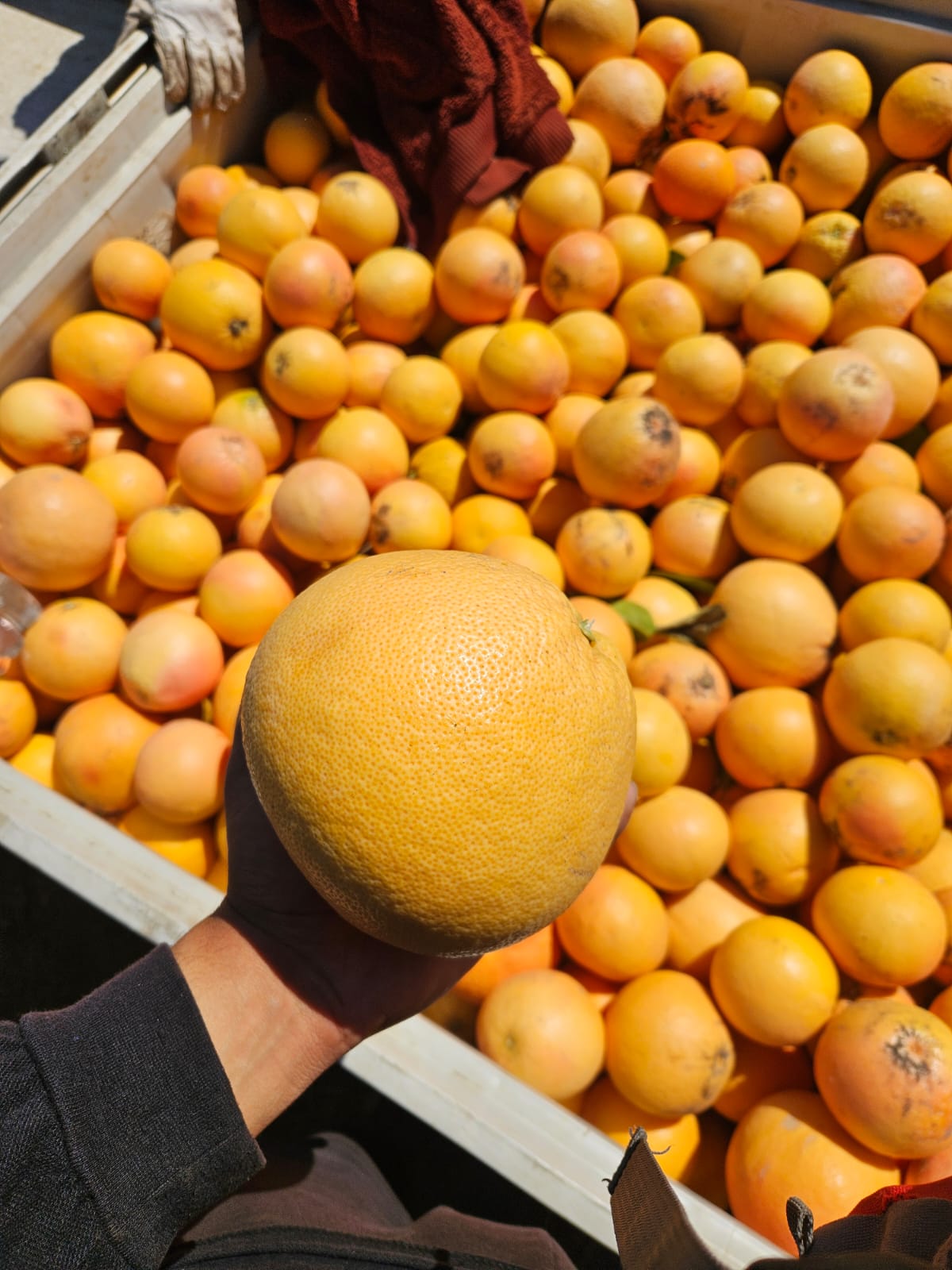 Cosecha de pomelos